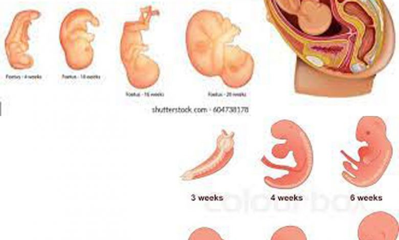 مراحل لقاح و شکل گیری جنین