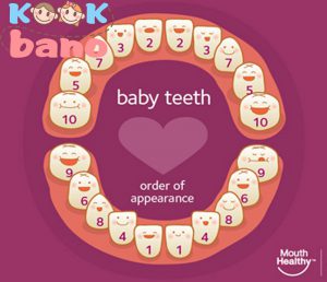 ترتیب رشد دندان های نوزادان: